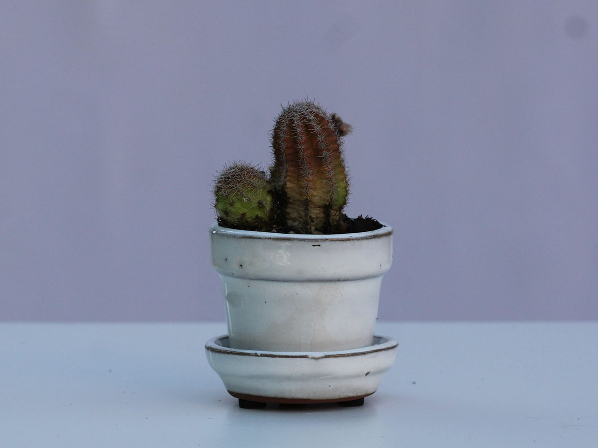 STANDARD POTS-MIXED