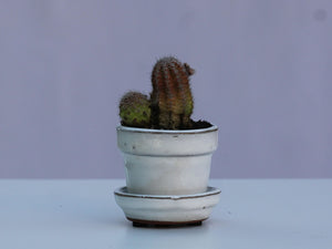 STANDARD POTS-MIXED