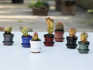 STANDARD POTS-MIXED