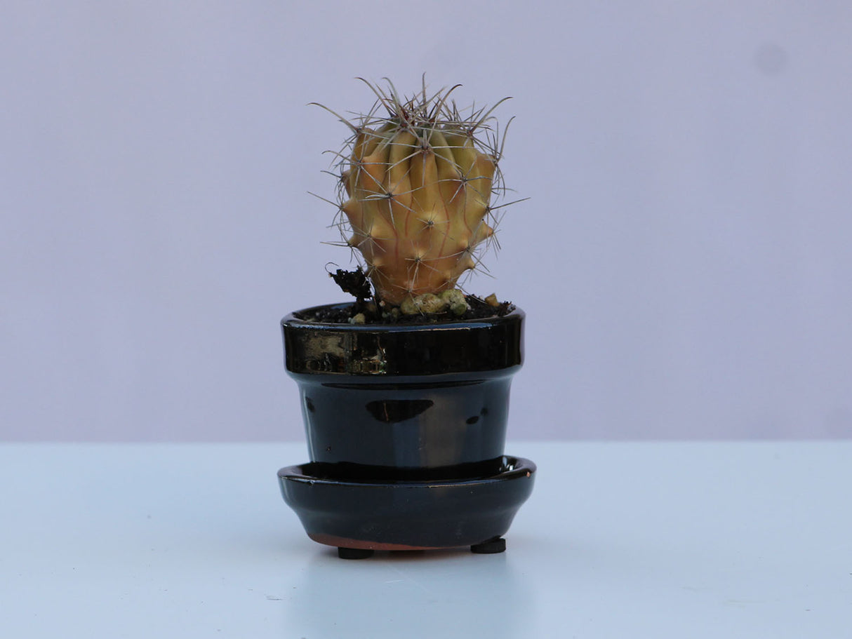 STANDARD POTS-MIXED