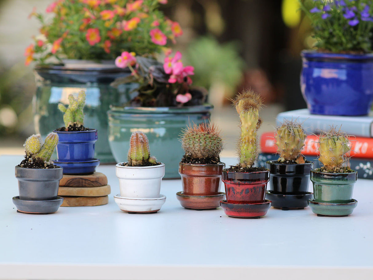 STANDARD POTS-MIXED