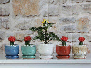 Finger Succulent Baby Cups 3.5" X 3.0"