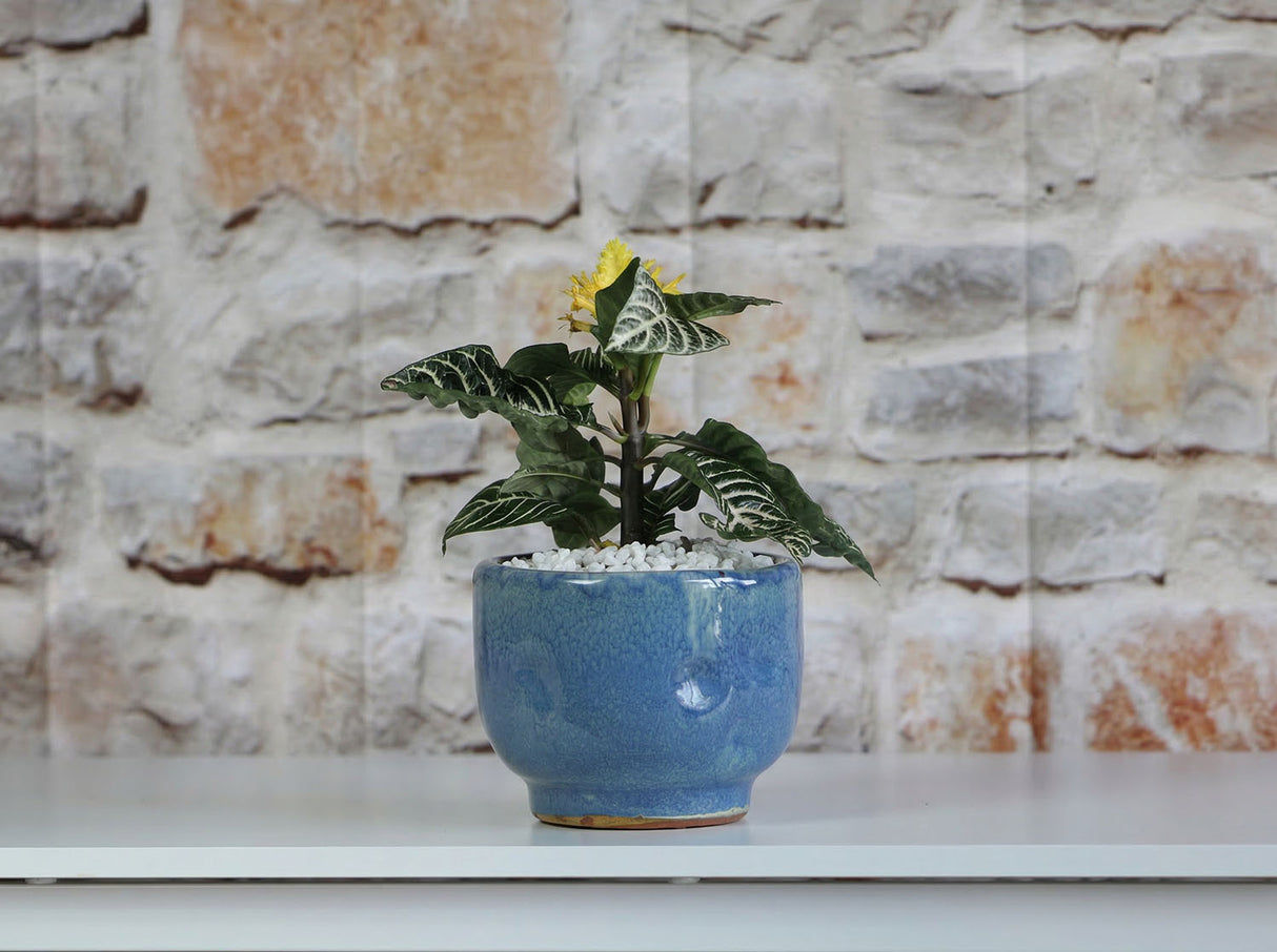 Finger Succulent Baby Cups 3.5" X 3.0"
