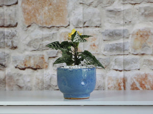Finger Succulent Baby Cups 3.5" X 3.0"
