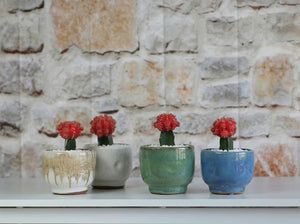Finger Succulent Baby Cups 3.5" X 3.0"