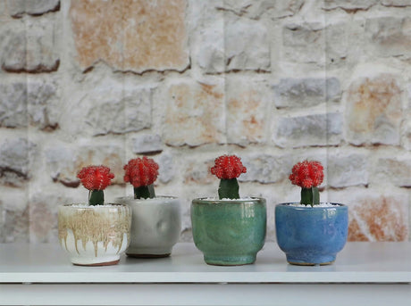 Finger Succulent Baby Cups 3.5" X 3.0"