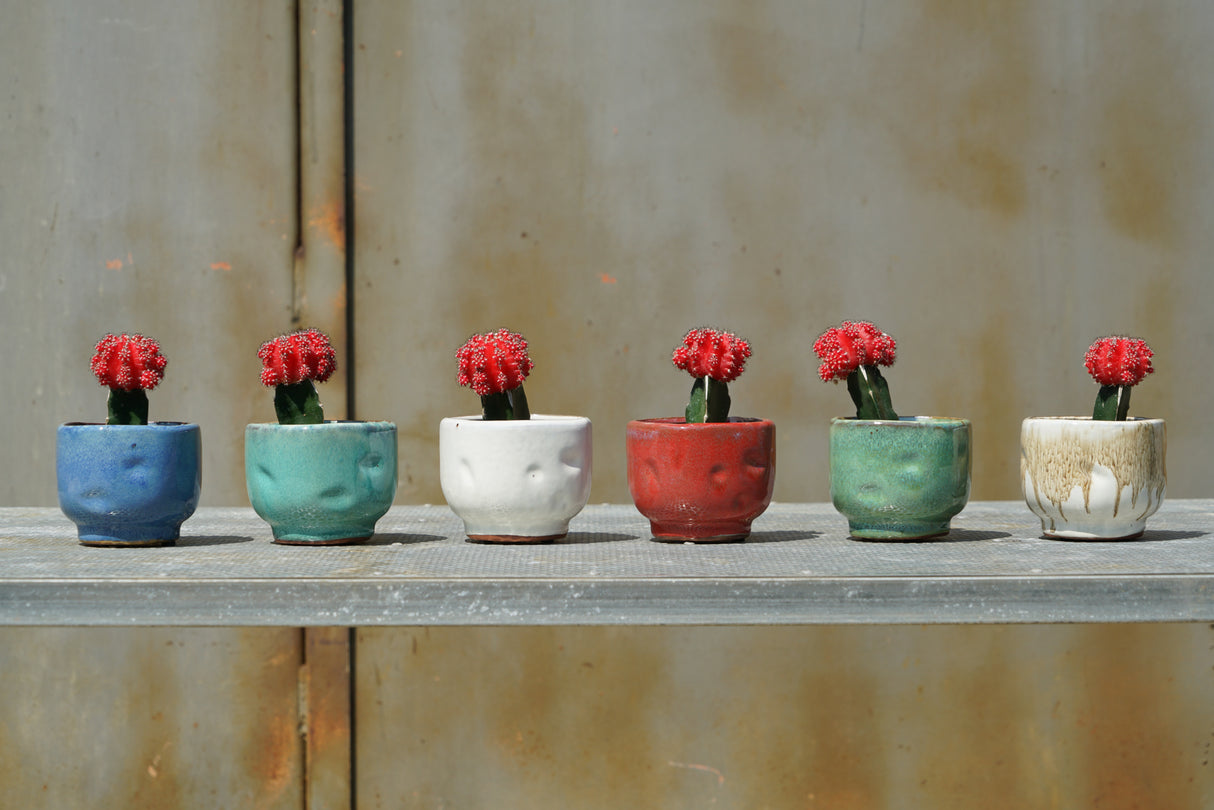 Finger Succulent Baby Cups 3.5" X 3.0"