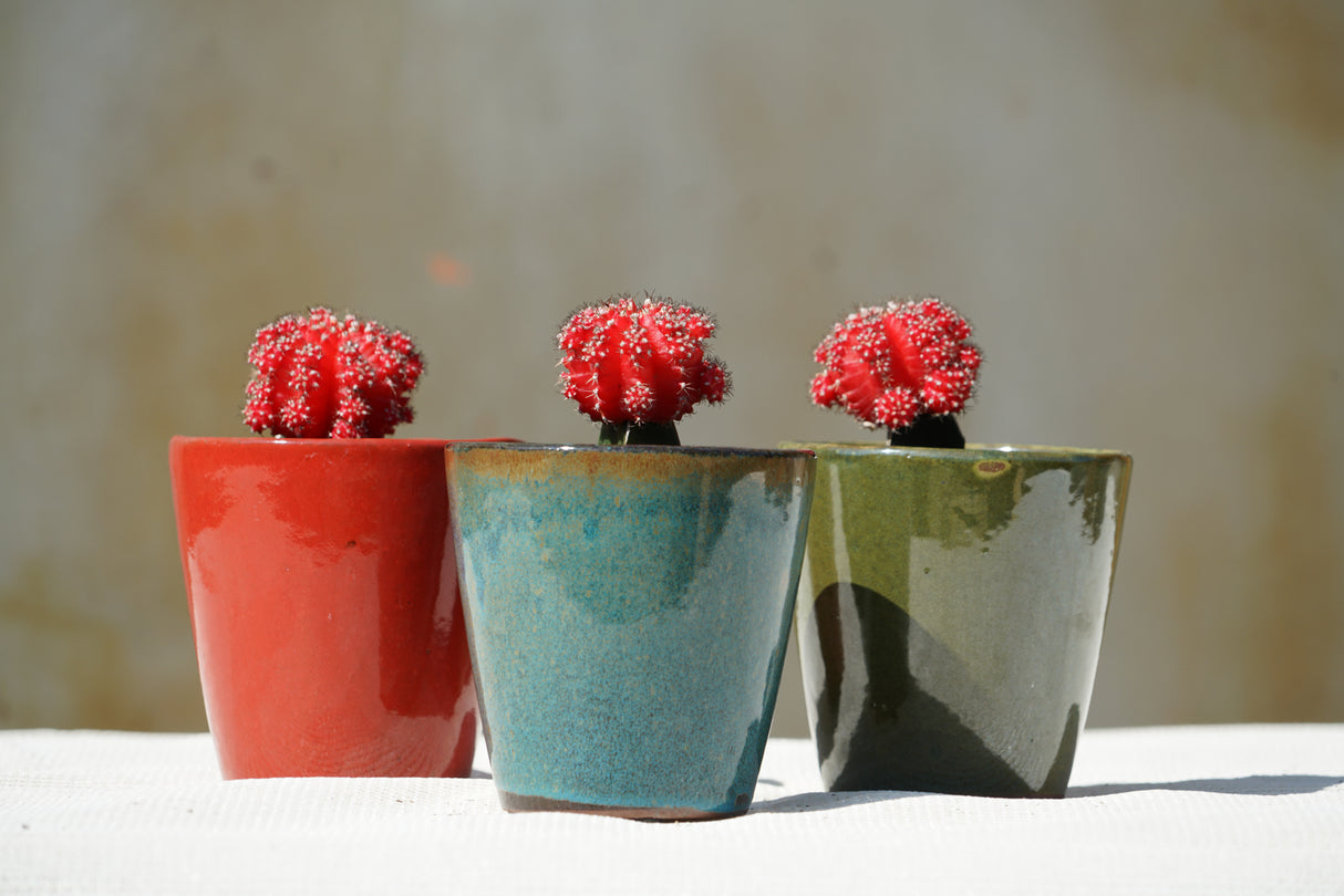 Lilac Succulent Baby Cups , 4.5" X 4.5"