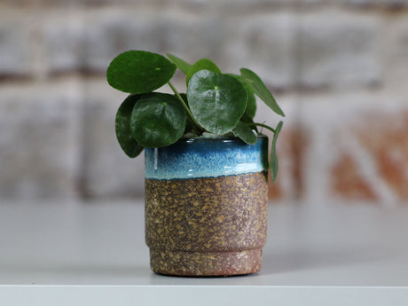 Floret Baby Succulent Drip Glaze Cup 3.5"x4.0"
