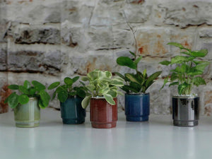 Floret Baby Succulent Full Glaze Cup