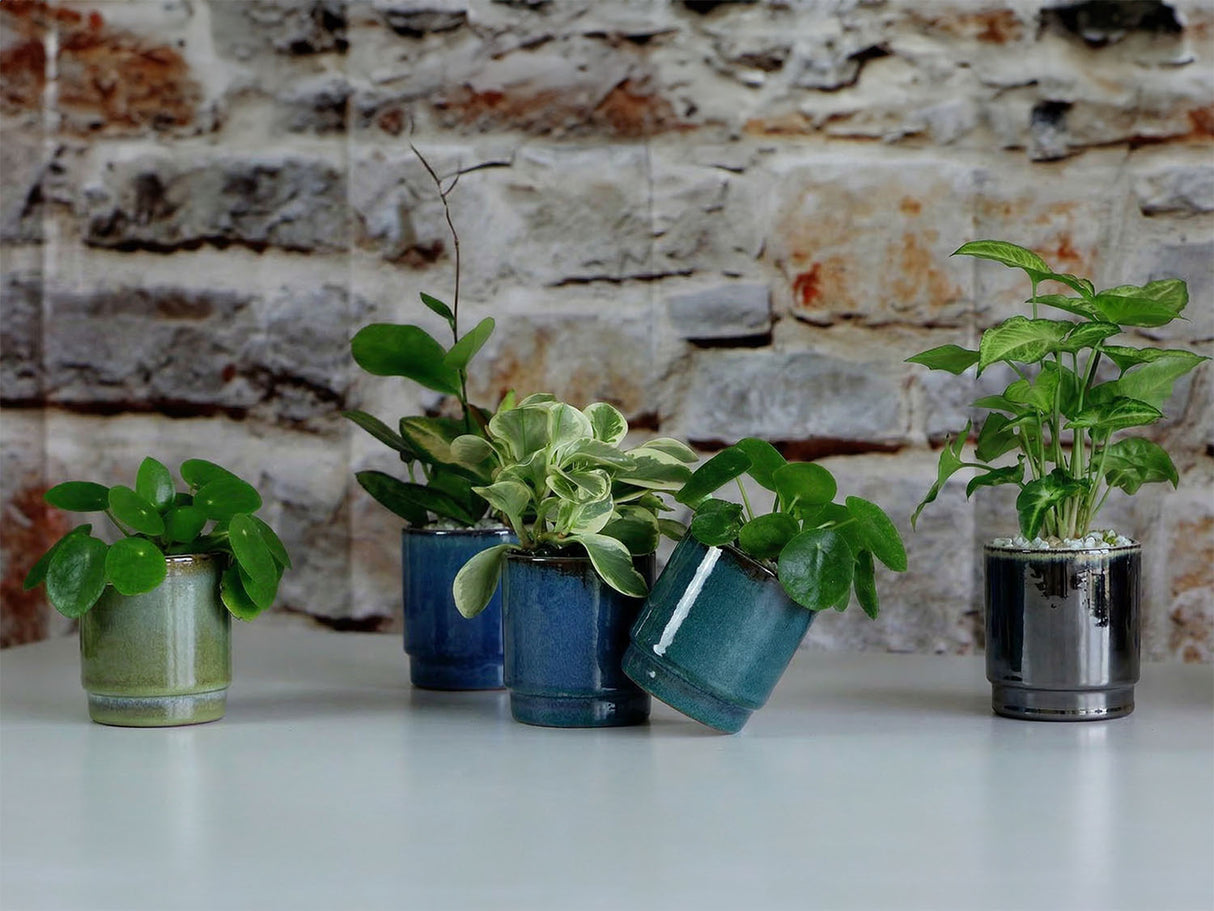 Floret Baby Succulent Full Glaze Cup