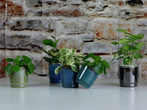 Floret Baby Succulent Full Glaze Cup