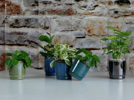 Floret Baby Succulent Full Glaze Cup 3.5"x4.0"