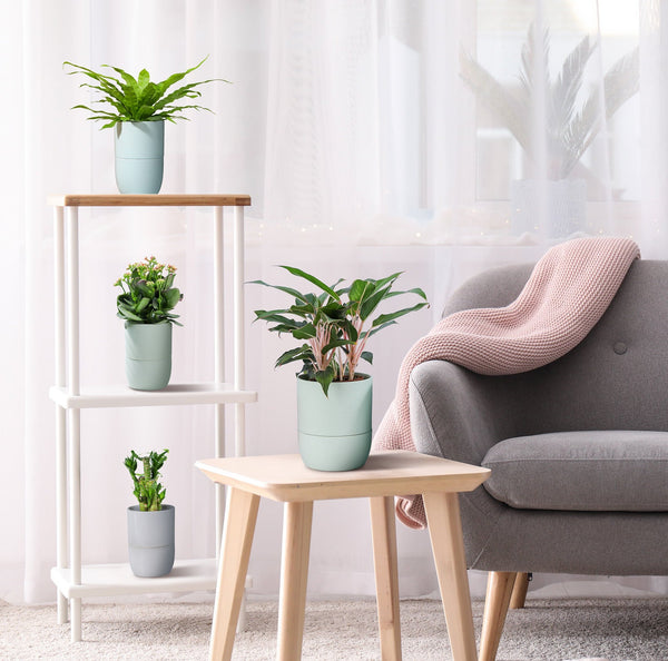 Self-Watering Pots